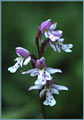 Round-Leaf Orchid